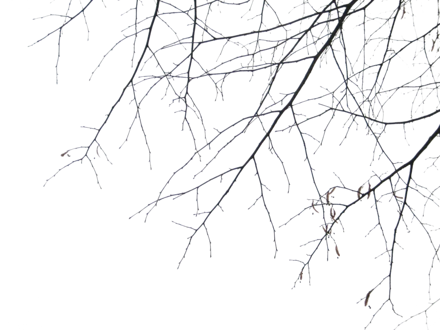 Dry tree branches